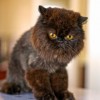 Posh Paws Grooming & Pet Spa LLC