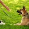 Pavlov