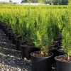 Michigan West Shore Nursery